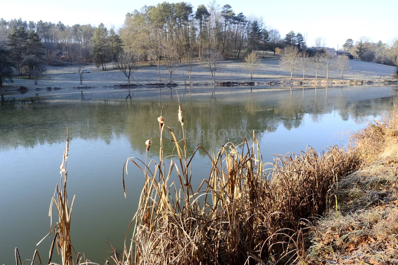 pond in a winter morning by ncuisinier