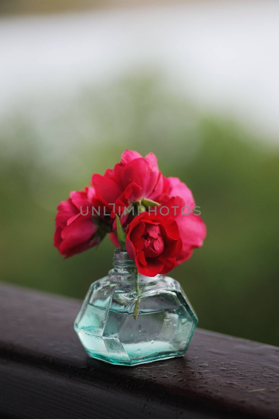 Wild red roses in turquoise glass vase with rain drops vertical
