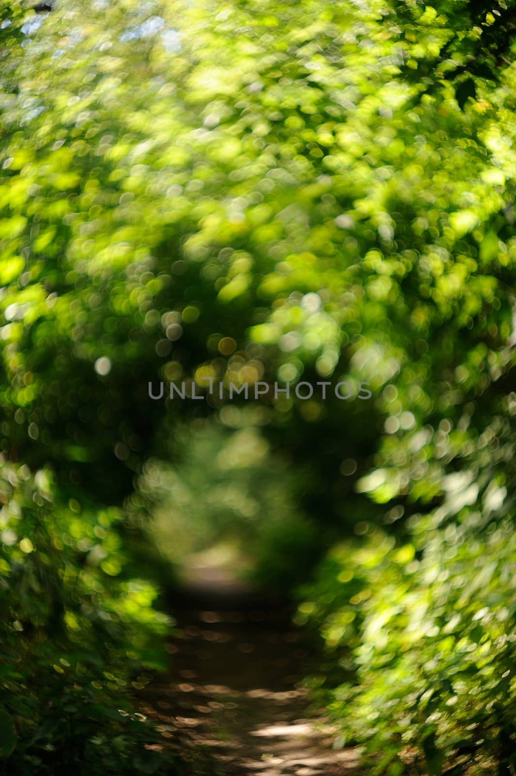 Blurry walkway at summer park with green leaves bokeh background