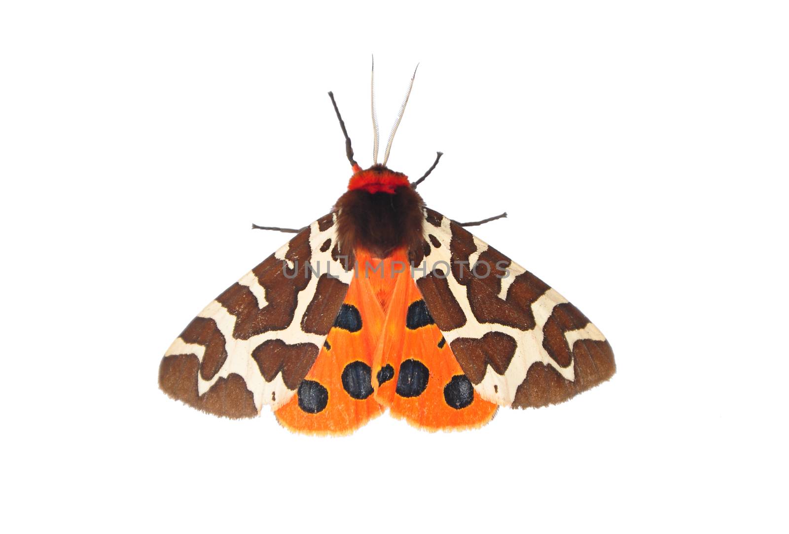 Garden tiger moth (Arctia caja) by rbiedermann