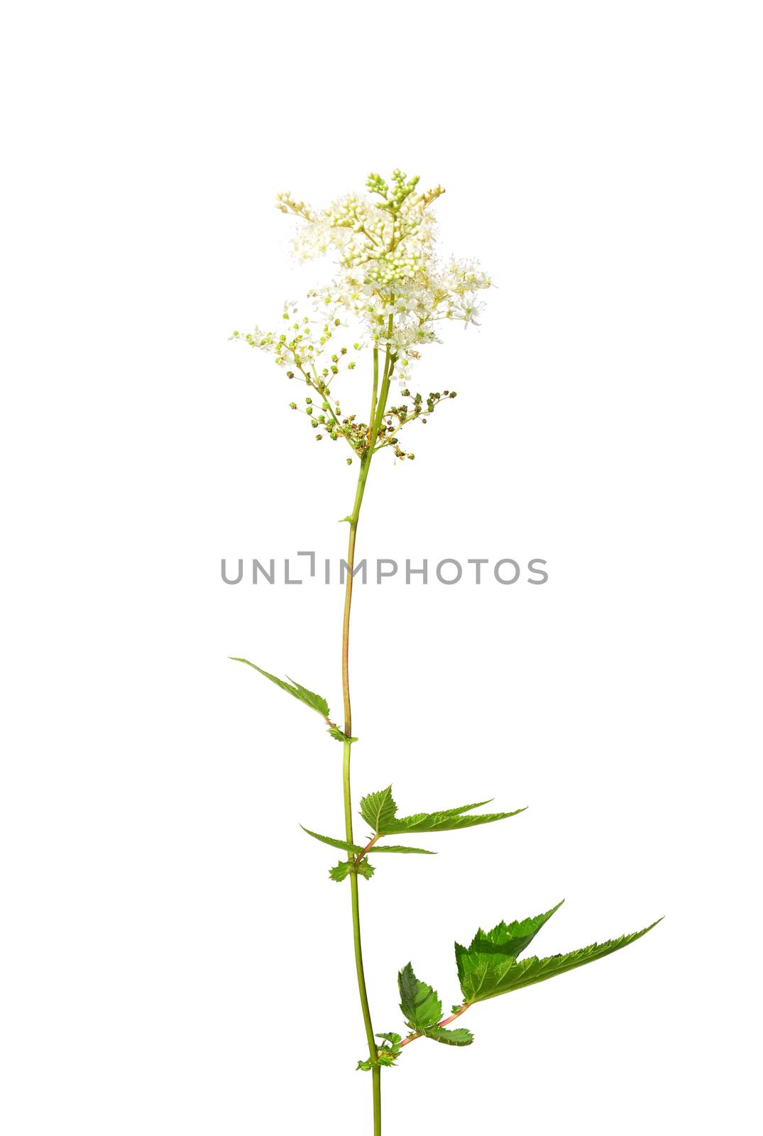 Meadowsweet (Filipendula ulmaria) by rbiedermann