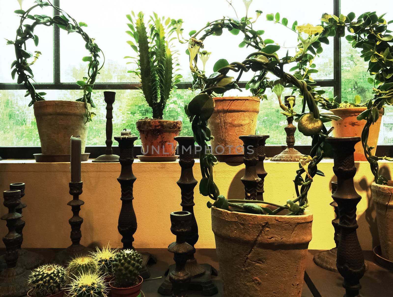Candles and green plants in clay pots decorating a window.