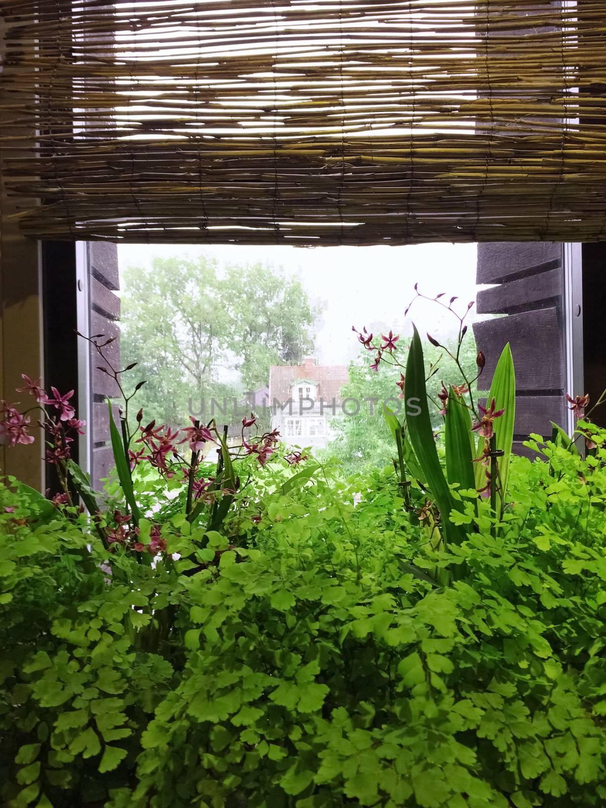 Green plants decorating a window in a rural home.