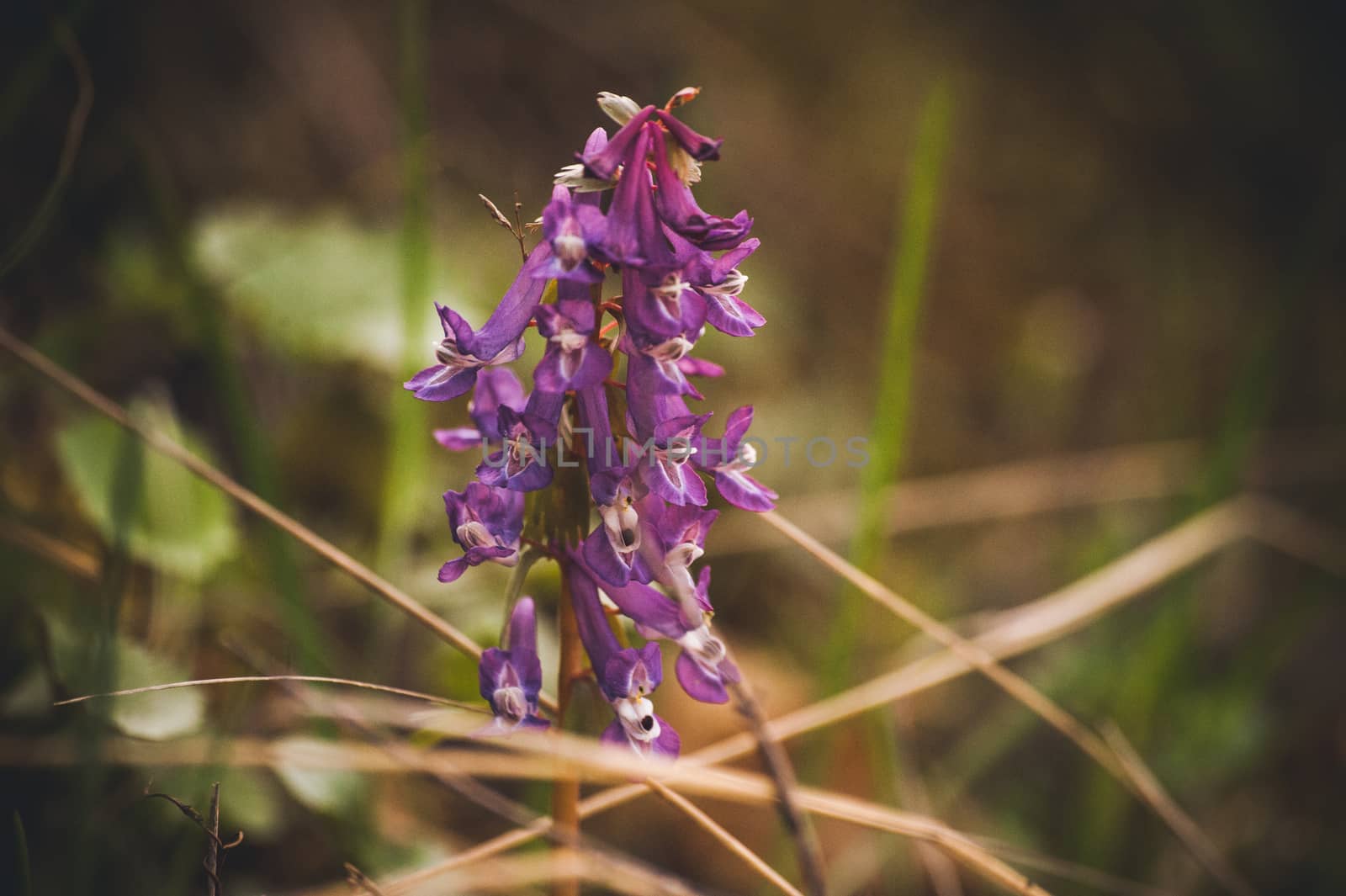 marco photo purple spring flowers hare bell 