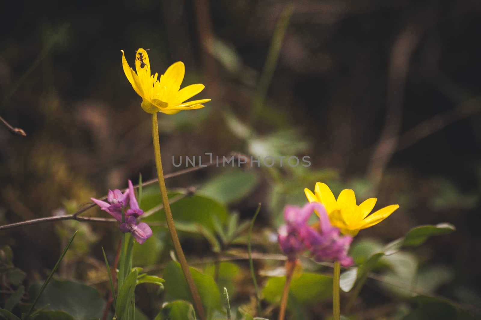 macro photo wild yellow spring flowers primrose 