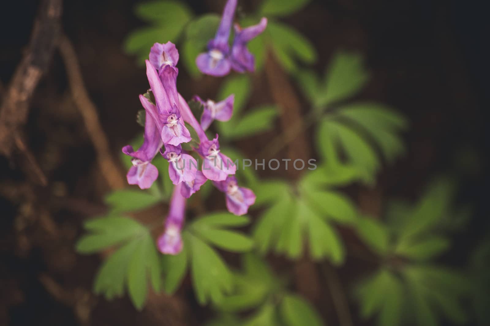 marco photo purple spring flowers hare bell 