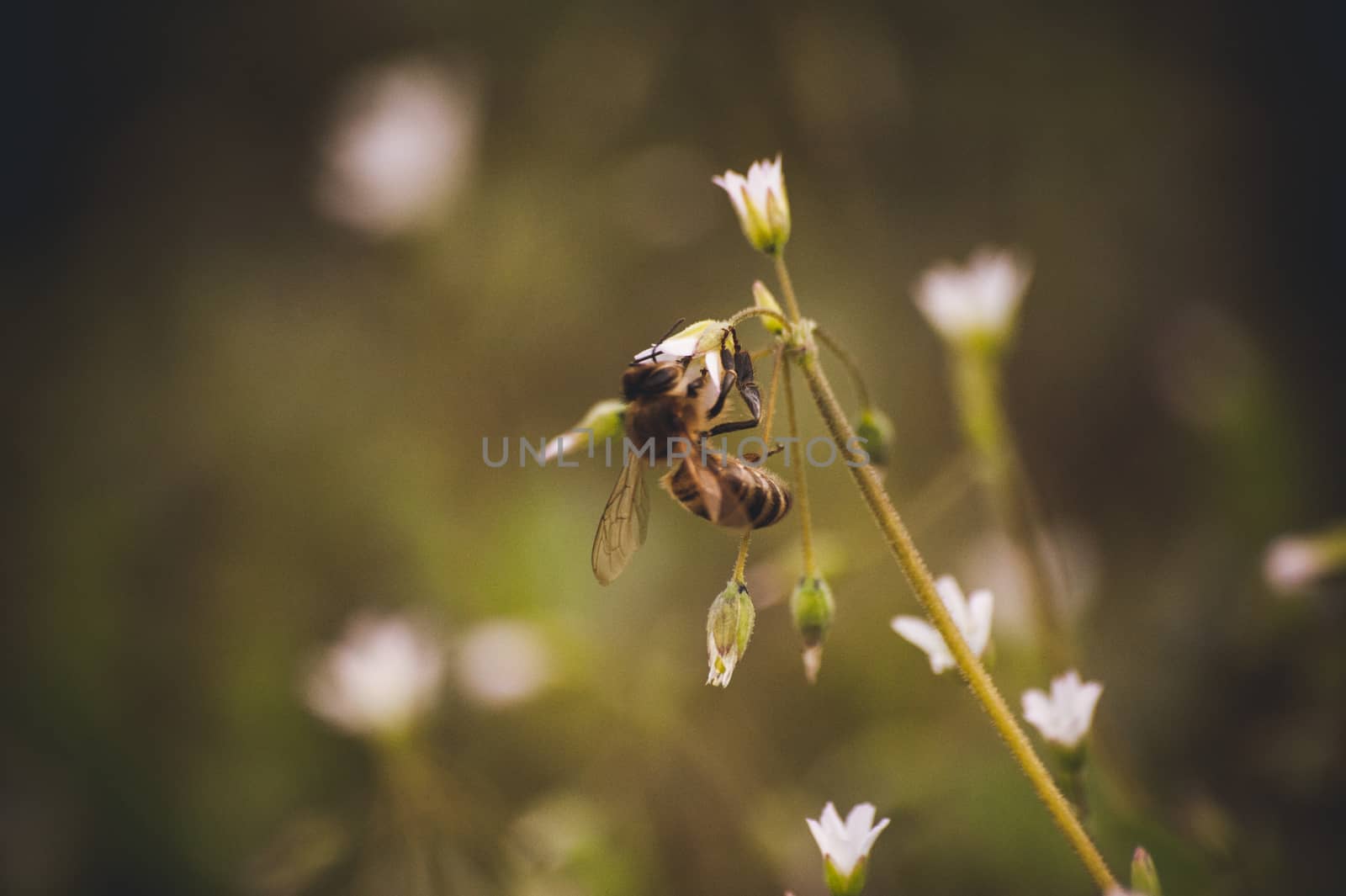 bee seating on white wild spring flower