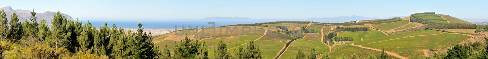 Panoramic view of vineyards near Sir Lowreys Pass by dpreezg