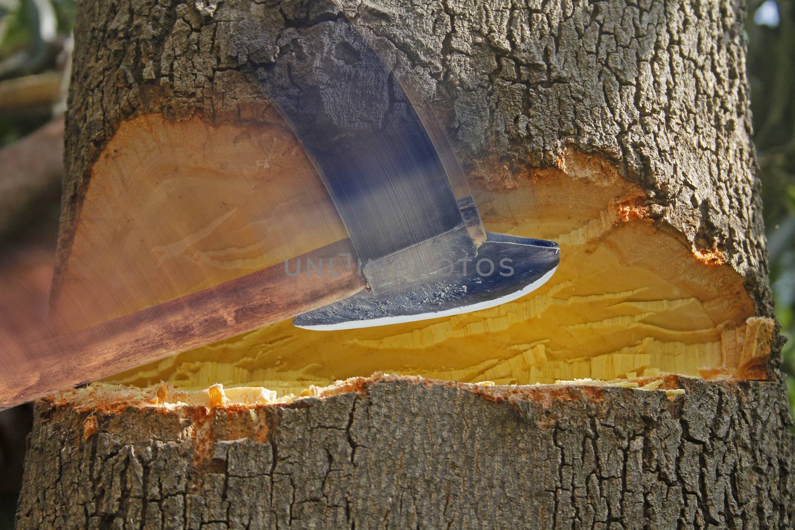 cutting tree with axe by yands