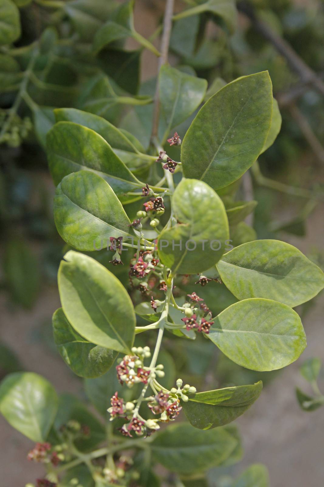 Pterocarpus santalinus, with the common names Red Sanders, Red Sandalwood, and Saunderswood, is a species of Pterocarpus endemic to the southern Eastern Ghats mountain range of South India. This tree is valued for the rich red color of its wood. The wood is not aromatic.