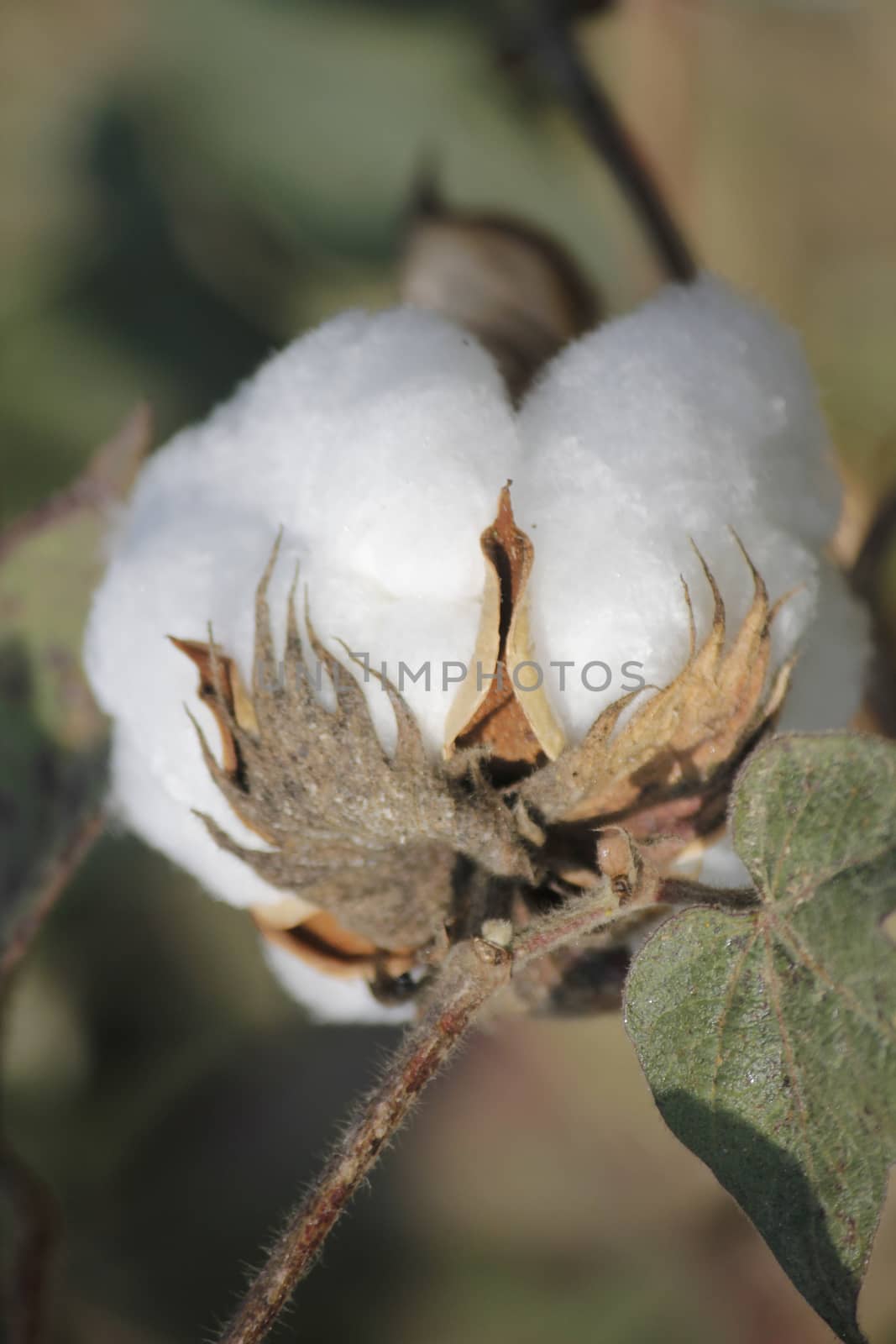 Cotton Field by yands