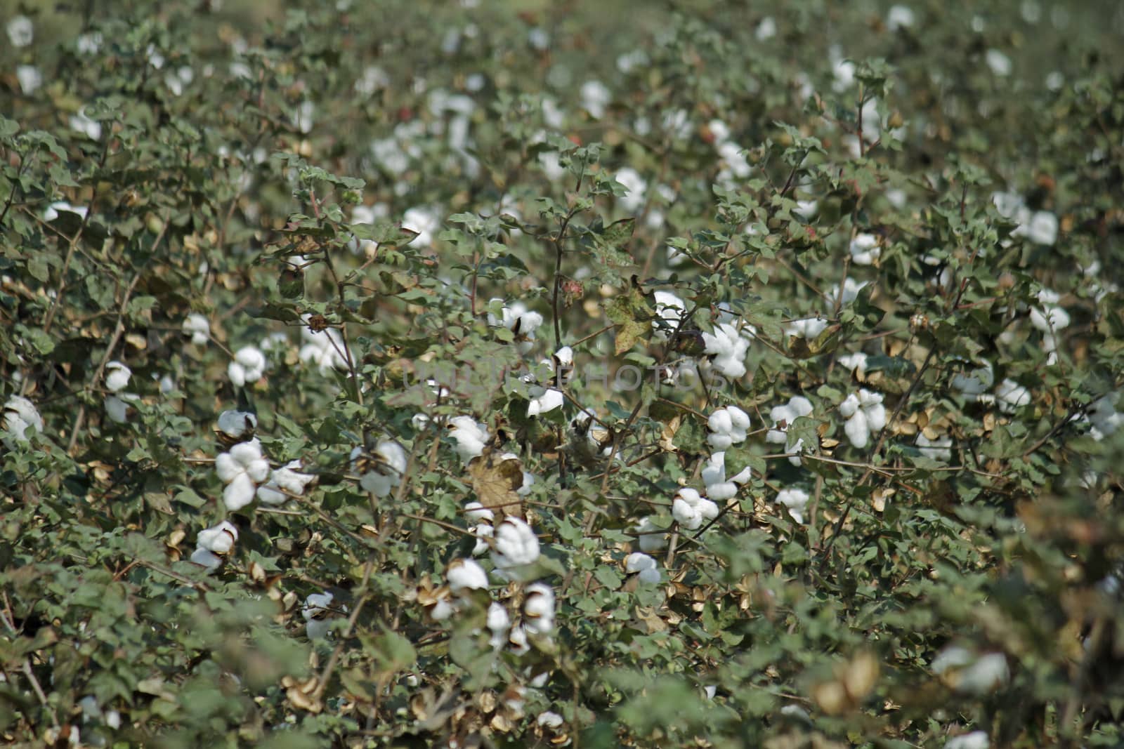 Cotton Field by yands