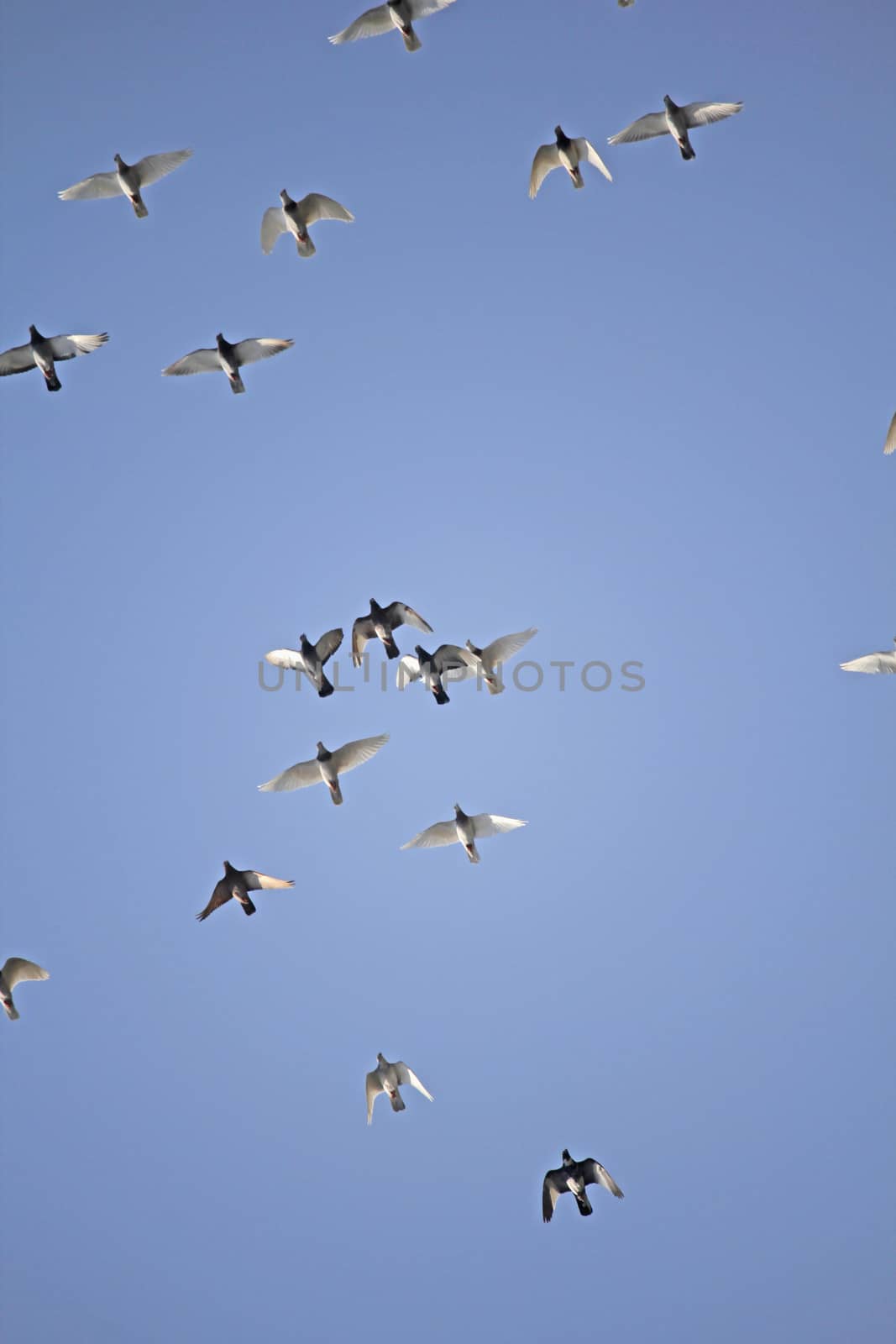 Pigeons and doves in flight by yands