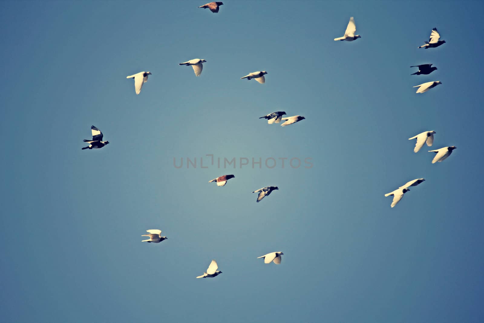 Pigeons and doves in flight by yands