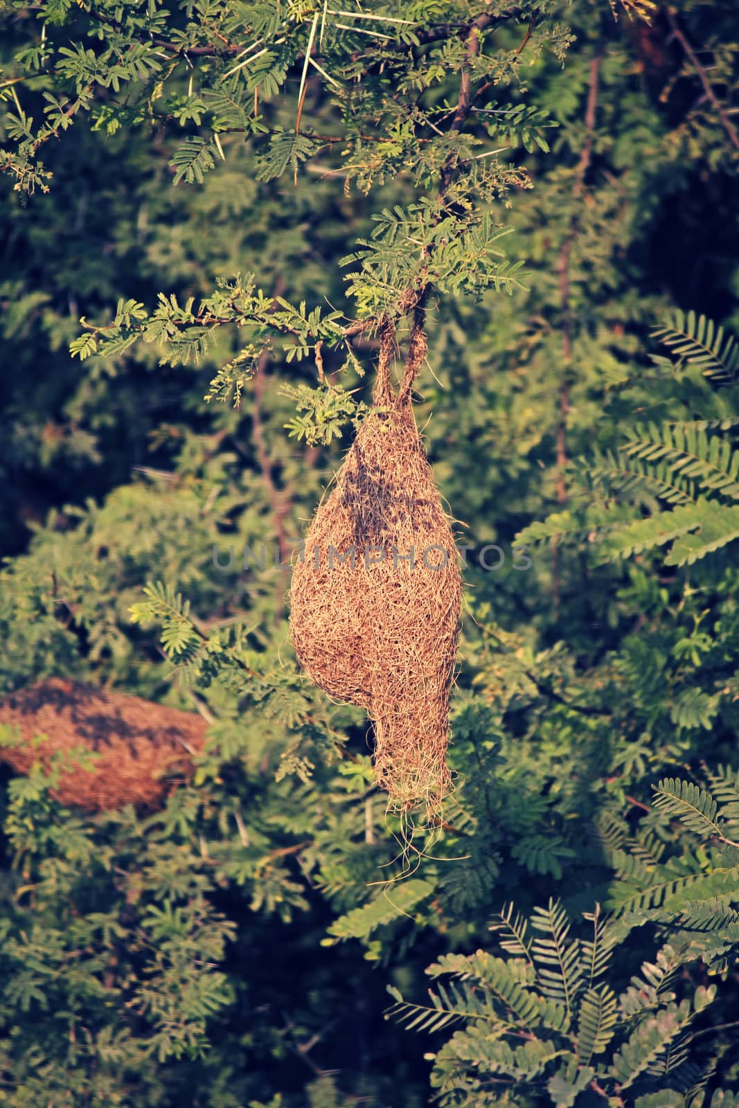 Nests of weaver birds. The Ploceidae, or weavers, are small passerine birds related to the finches.