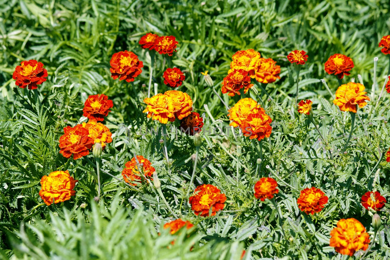 French marigold, Tagetes patula by yands