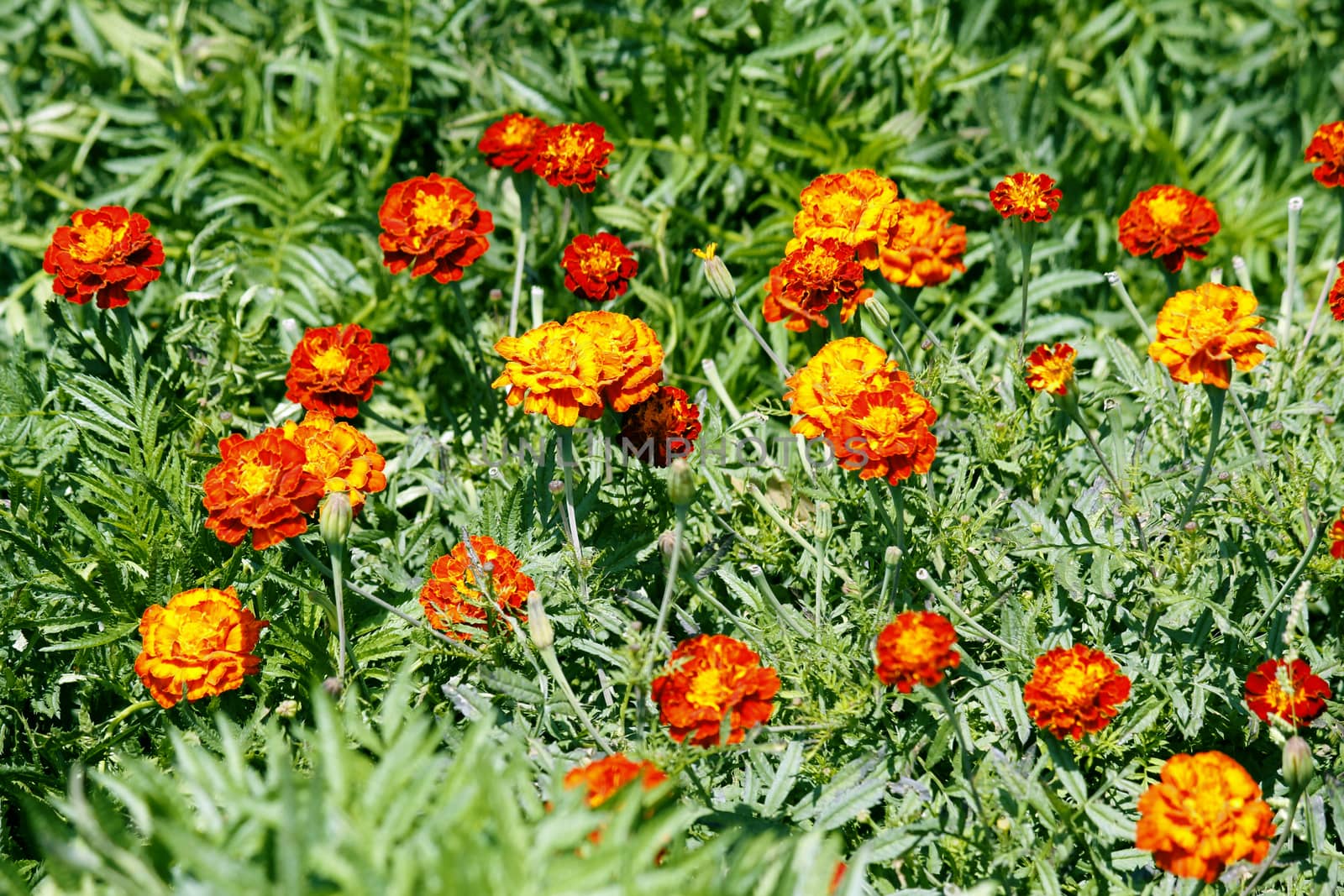 The French marigold, Tagetes patula is a species in the daisy family Asteraceae.