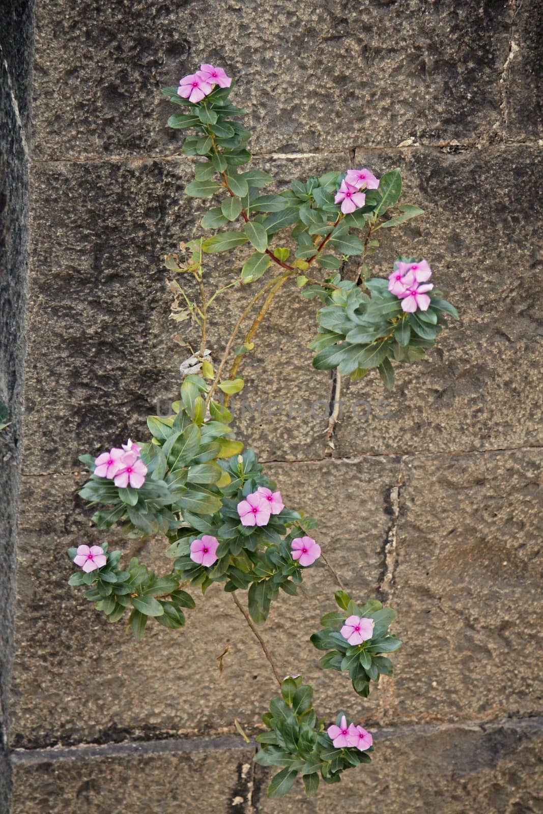 atharanthus roseus, commonly known as the Madagascar periwinkle, is a species of Catharanthus