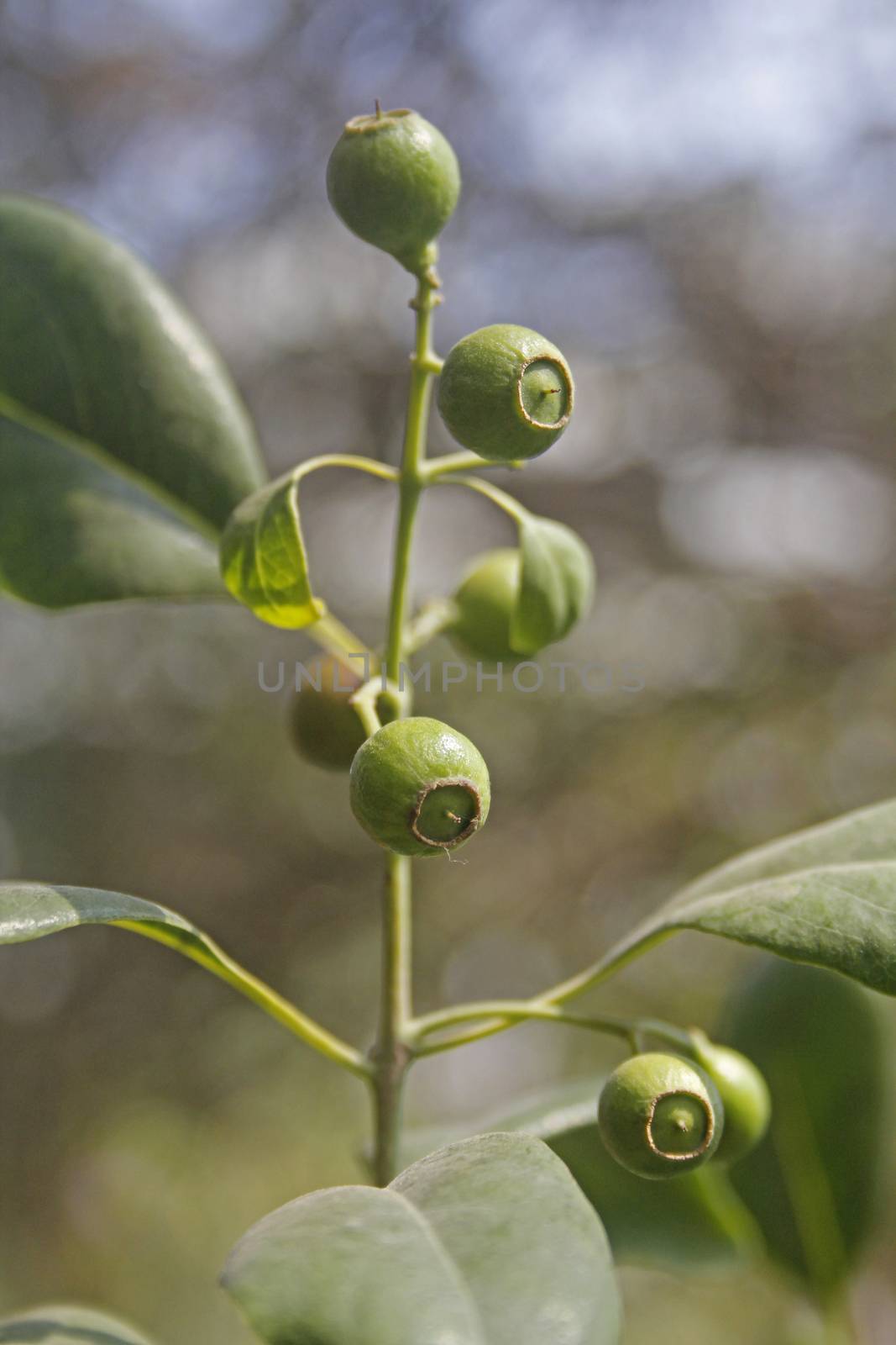 Fruits of Pterocarpus santalinus, Red Sandalwood by yands