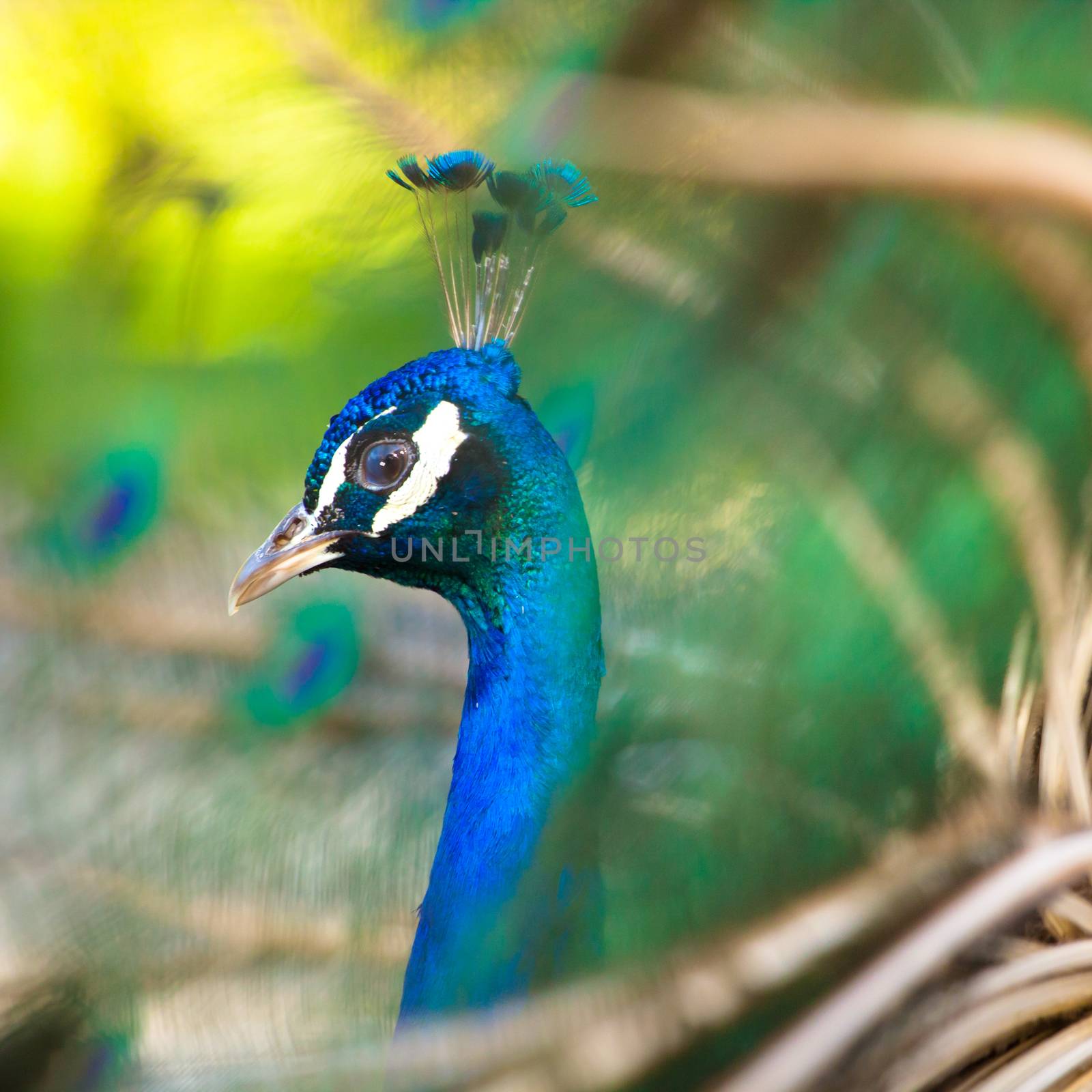 Peacock showing his majestic tail during the mating season.