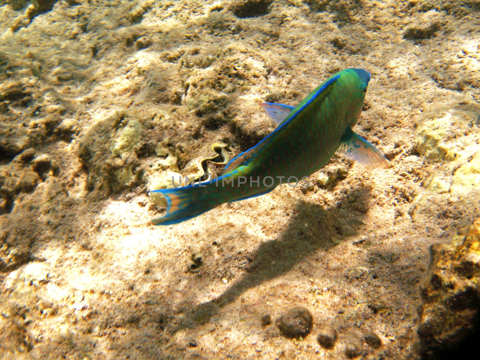 Tropical exotic fish underwater. The pseododax moluccanus