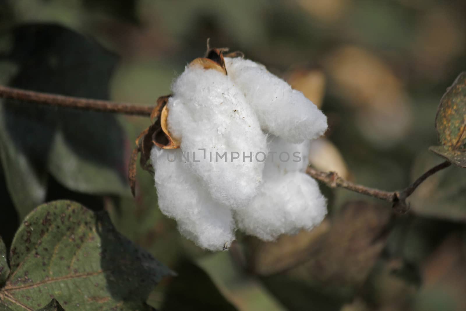 Cotton Field by yands