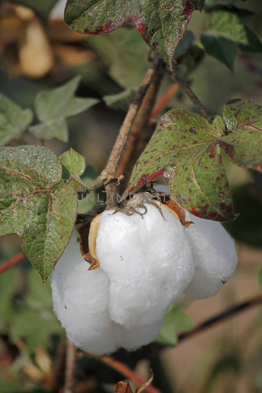 Cotton is a soft, fluffy staple fiber that grows in a boll, or protective capsule, around the seeds of cotton plants of the genus Gossypium in the family of Malvaceae. The fiber is almost pure cellulose. Under natural conditions, the cotton bolls will tend to increase the dispersion of the seeds.