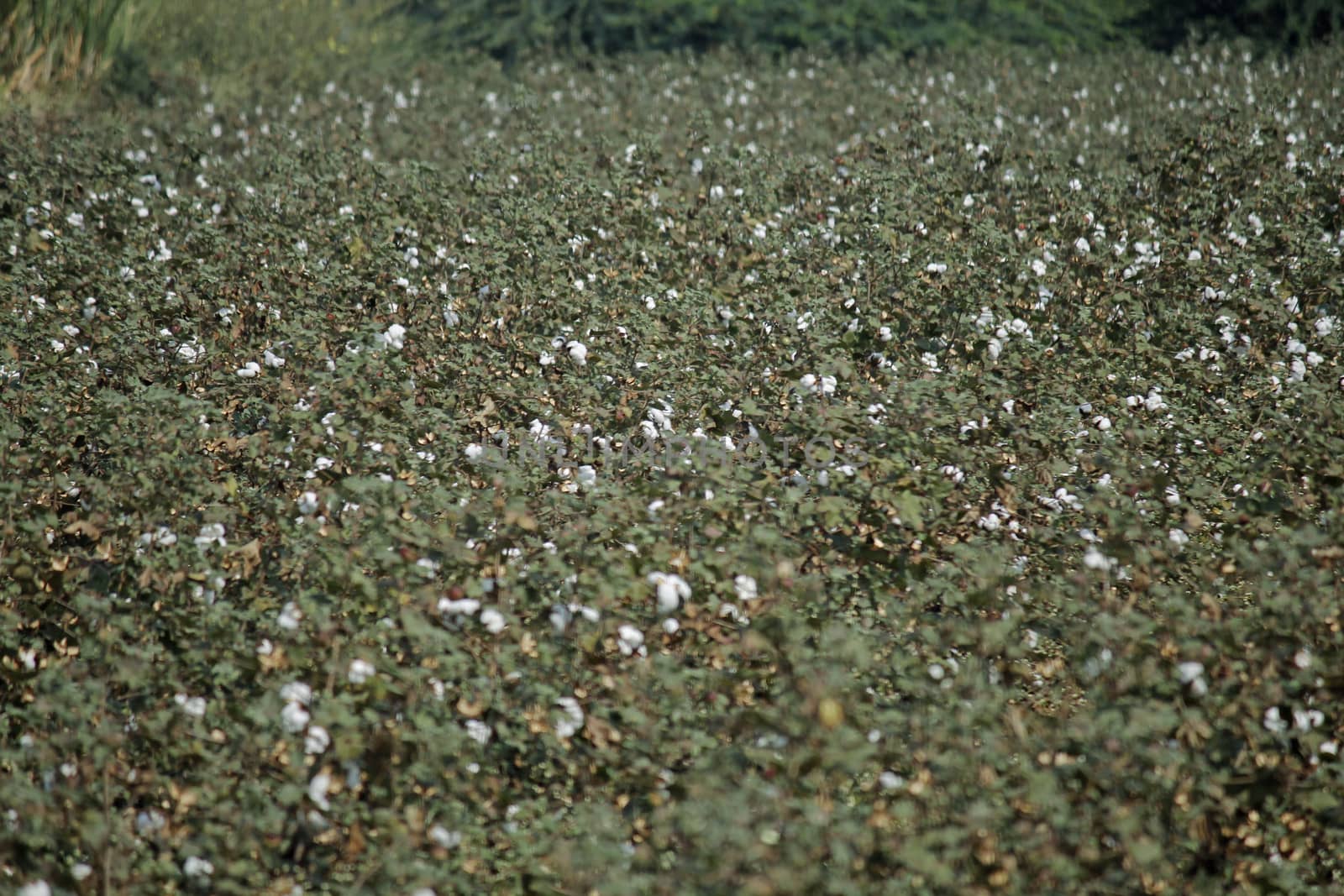 Cotton Field by yands