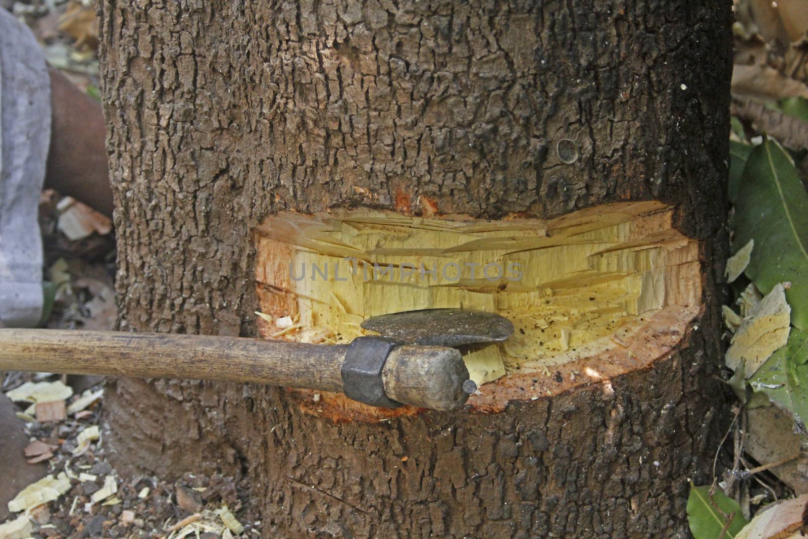 cutting tree with axe