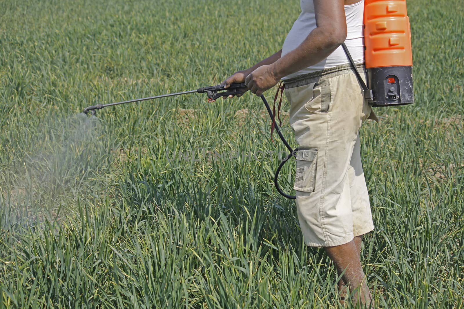 Farmer spraying fertilizer on crop by yands