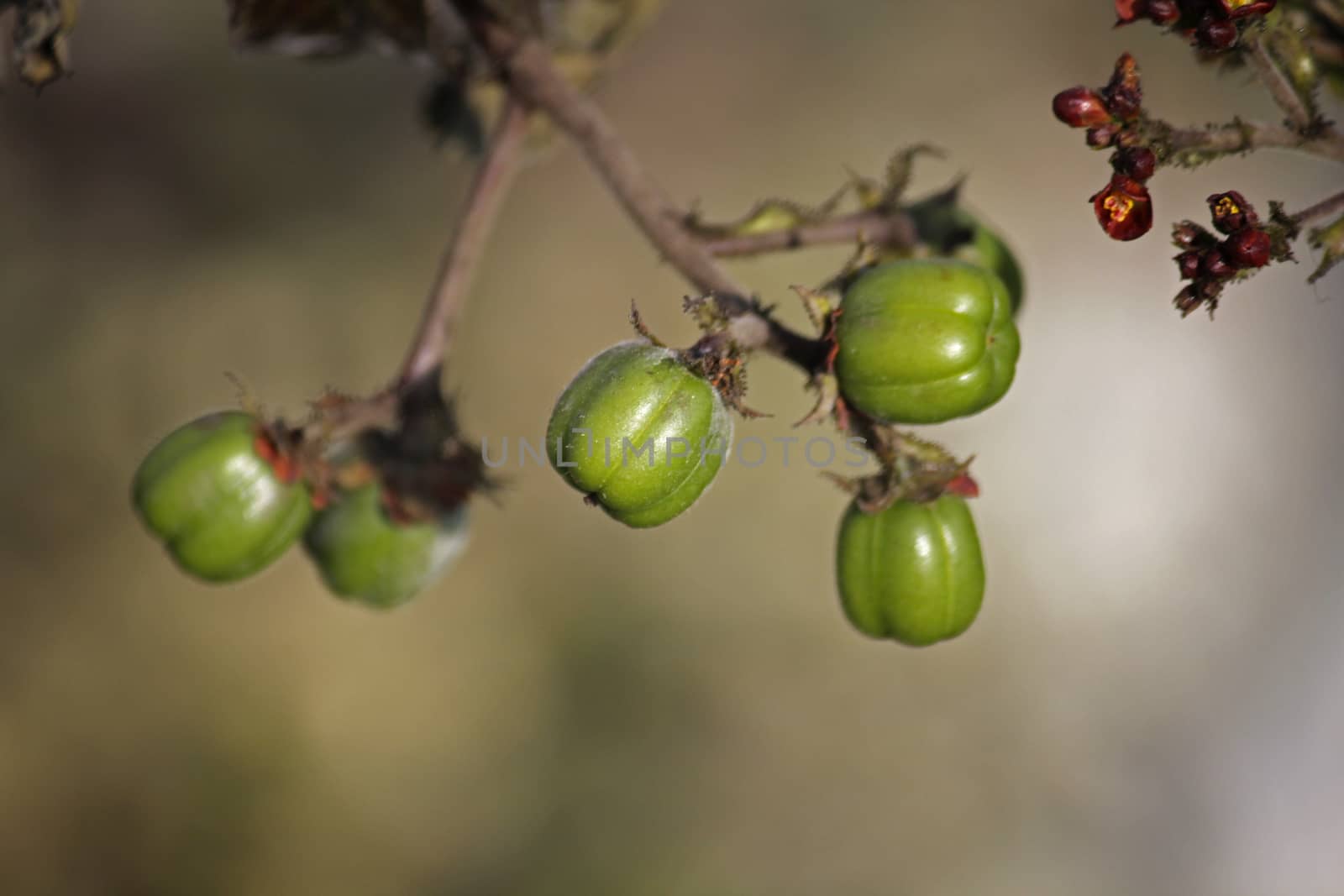 Jatropha gossypiifolia, commonly known as bellyache bush, black physicnut or cotton-leaf physicnut, is a species of flowering plant in the spurge family, Euphorbiaceae