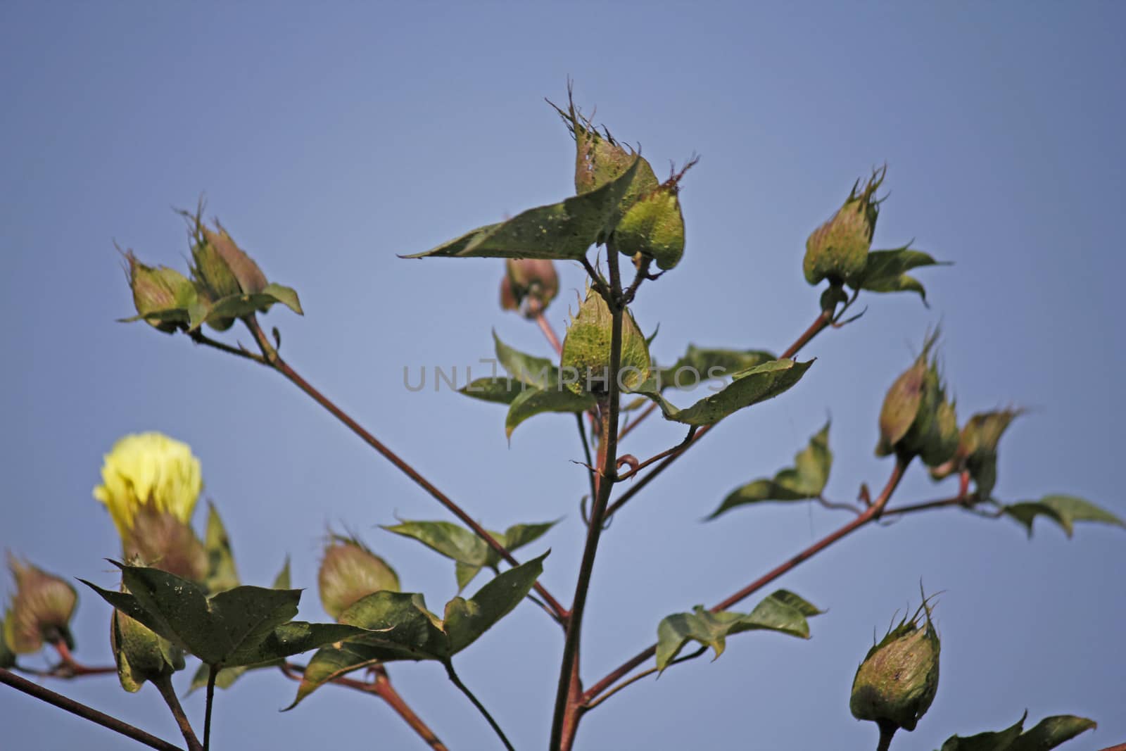 Cotton Field by yands