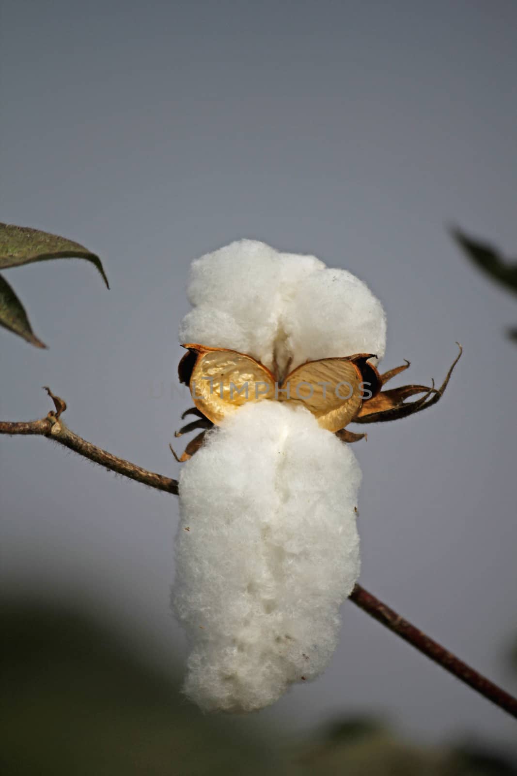 Cotton Field by yands