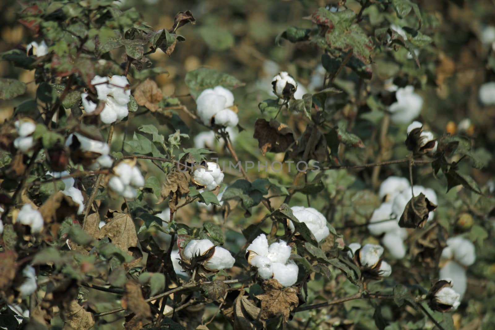 Cotton Field by yands