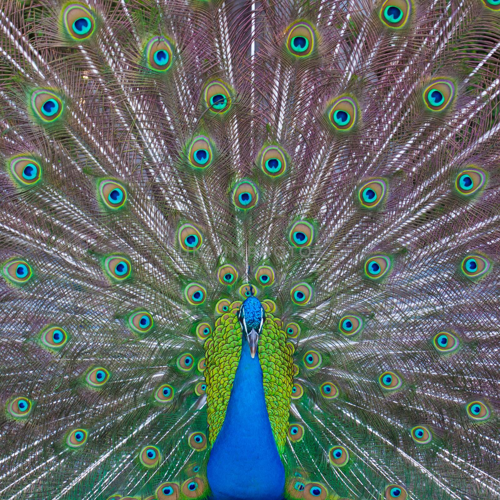 Peacock showing his majestic tail during the mating season.