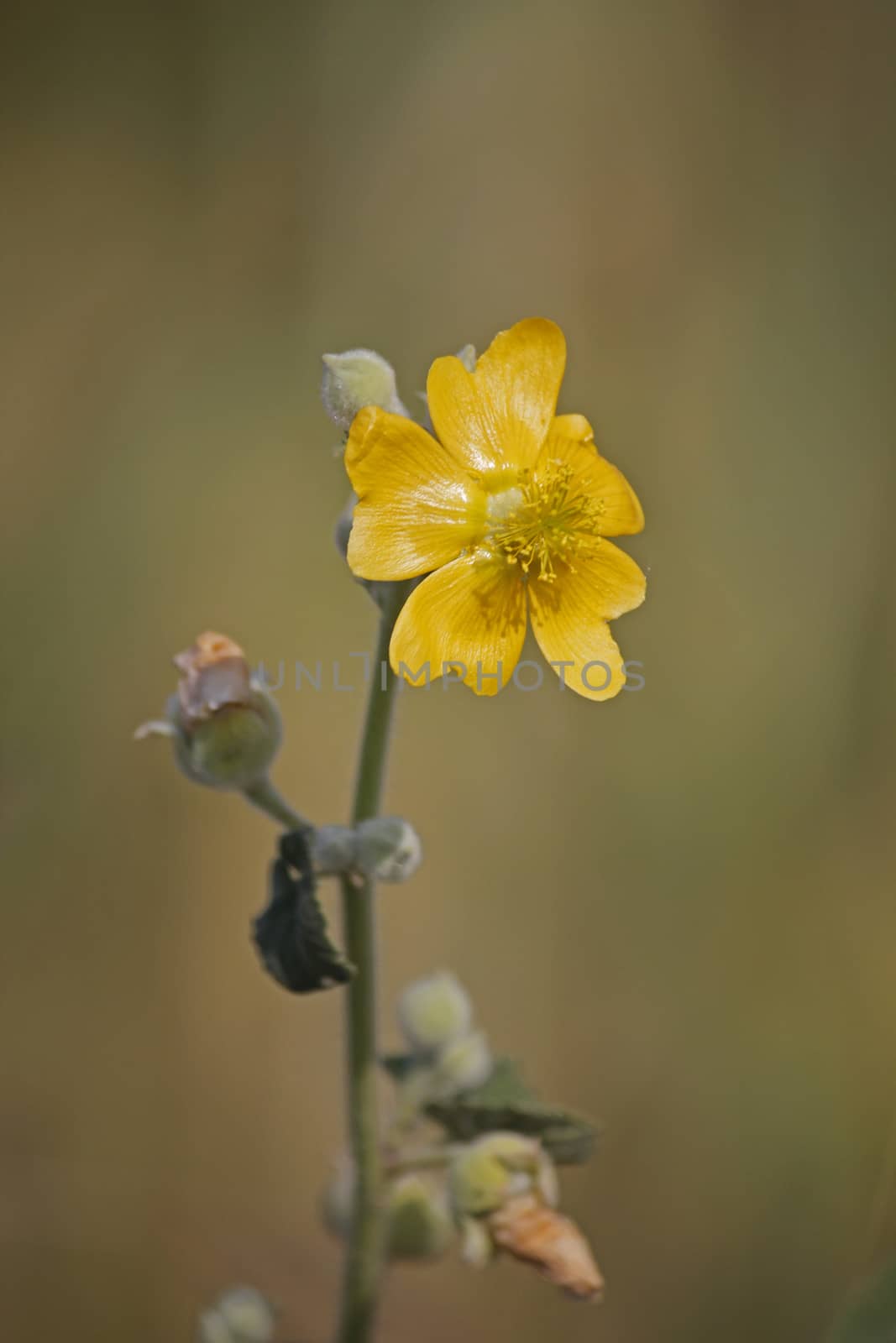 Ragged Mallow, Abutilon pannosum by yands