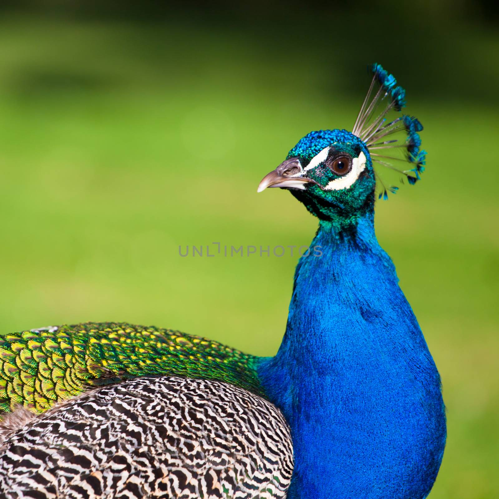 Peacock showing his majestic tail during the mating season.