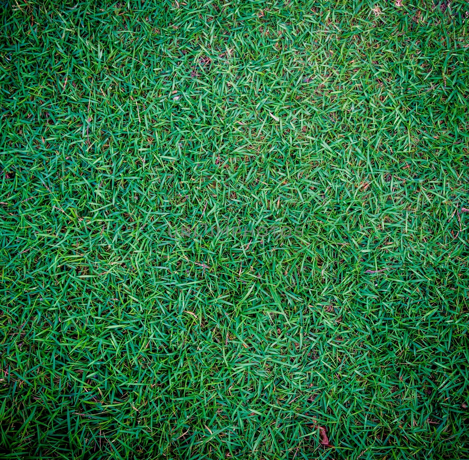 Background of a green grass.For inserting text or creative website.