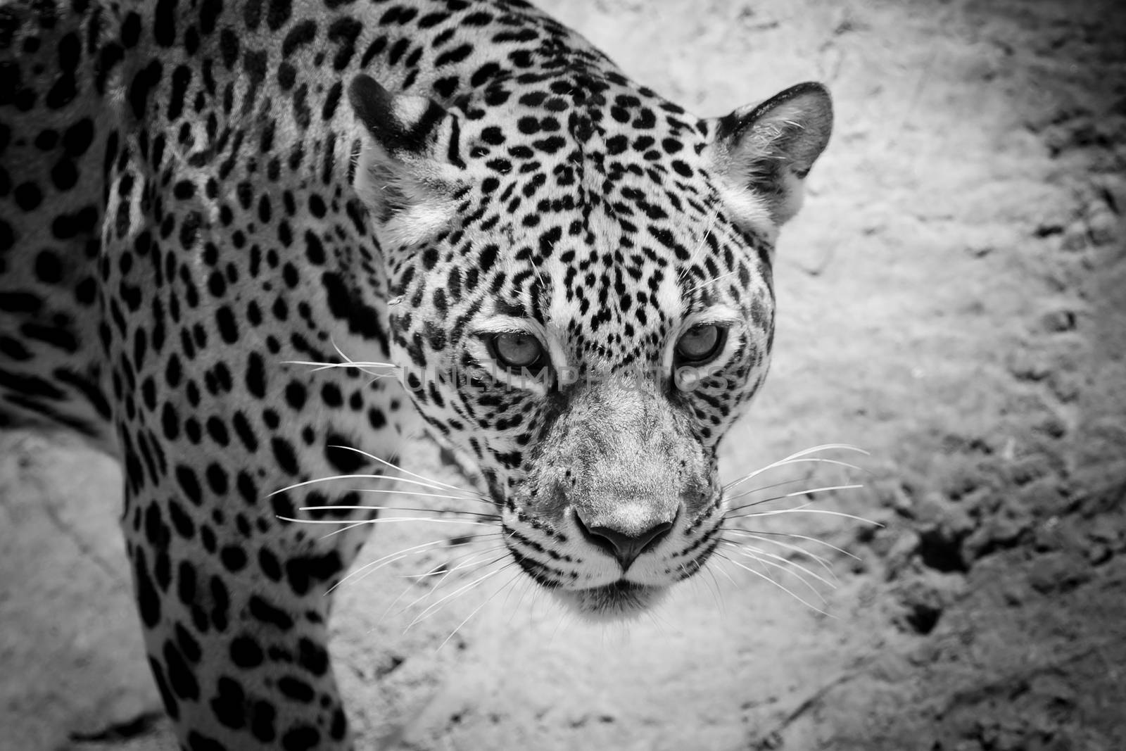 Jaguar portrait