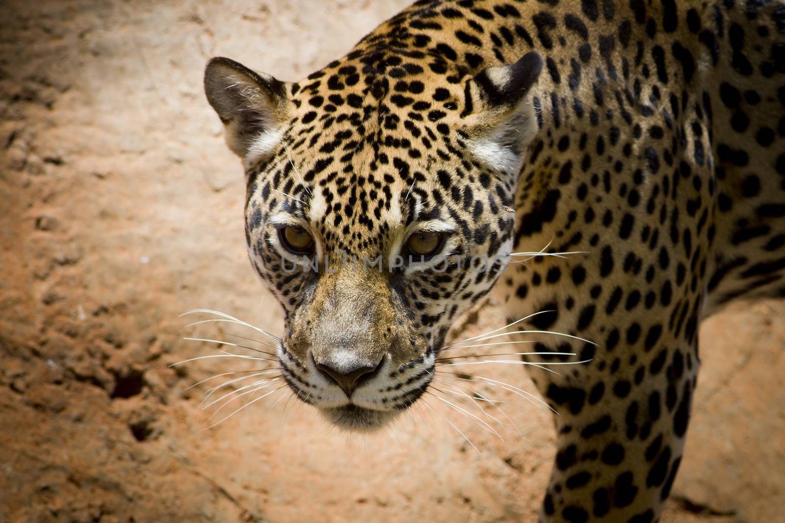 Jaguar portrait