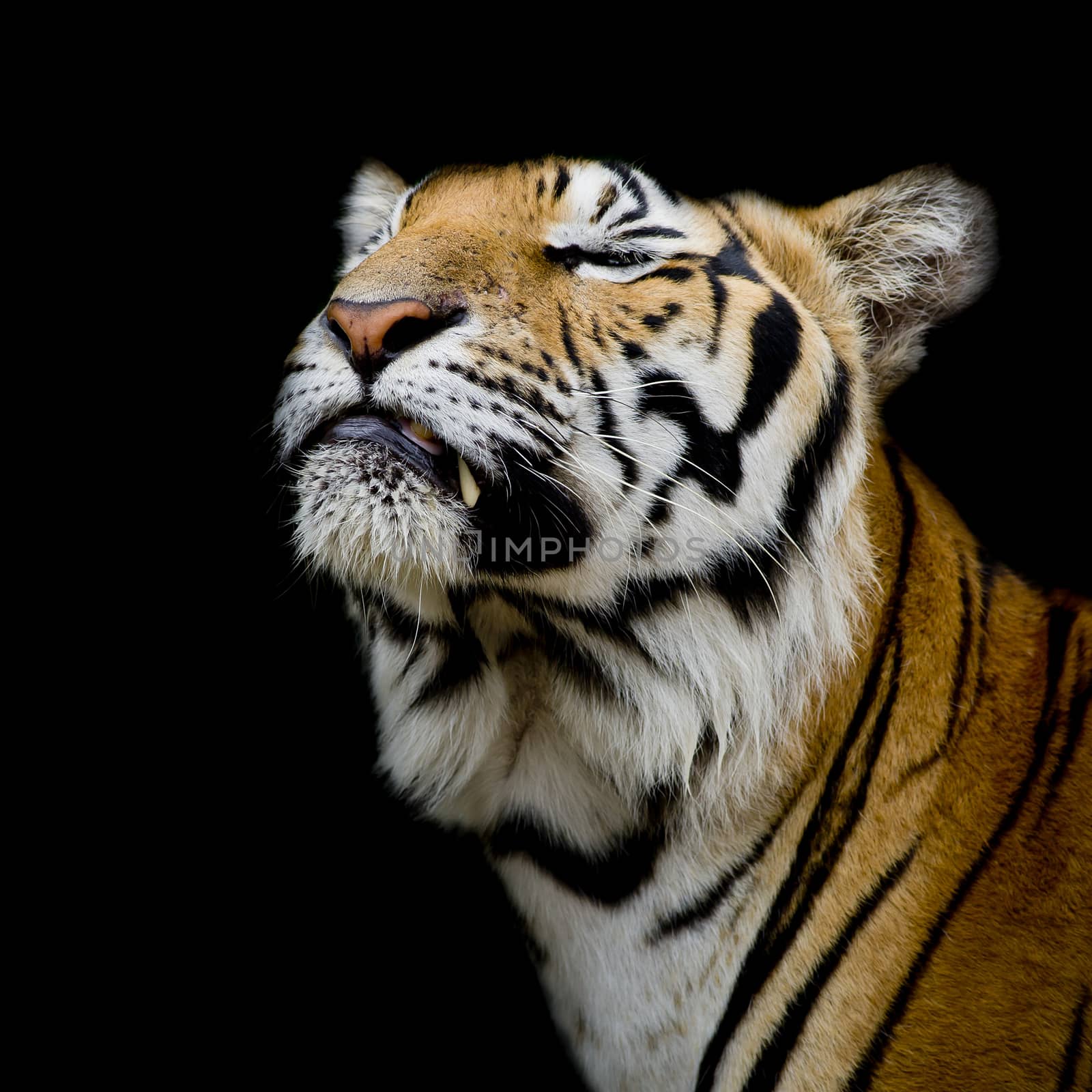 Tiger was happy by art9858