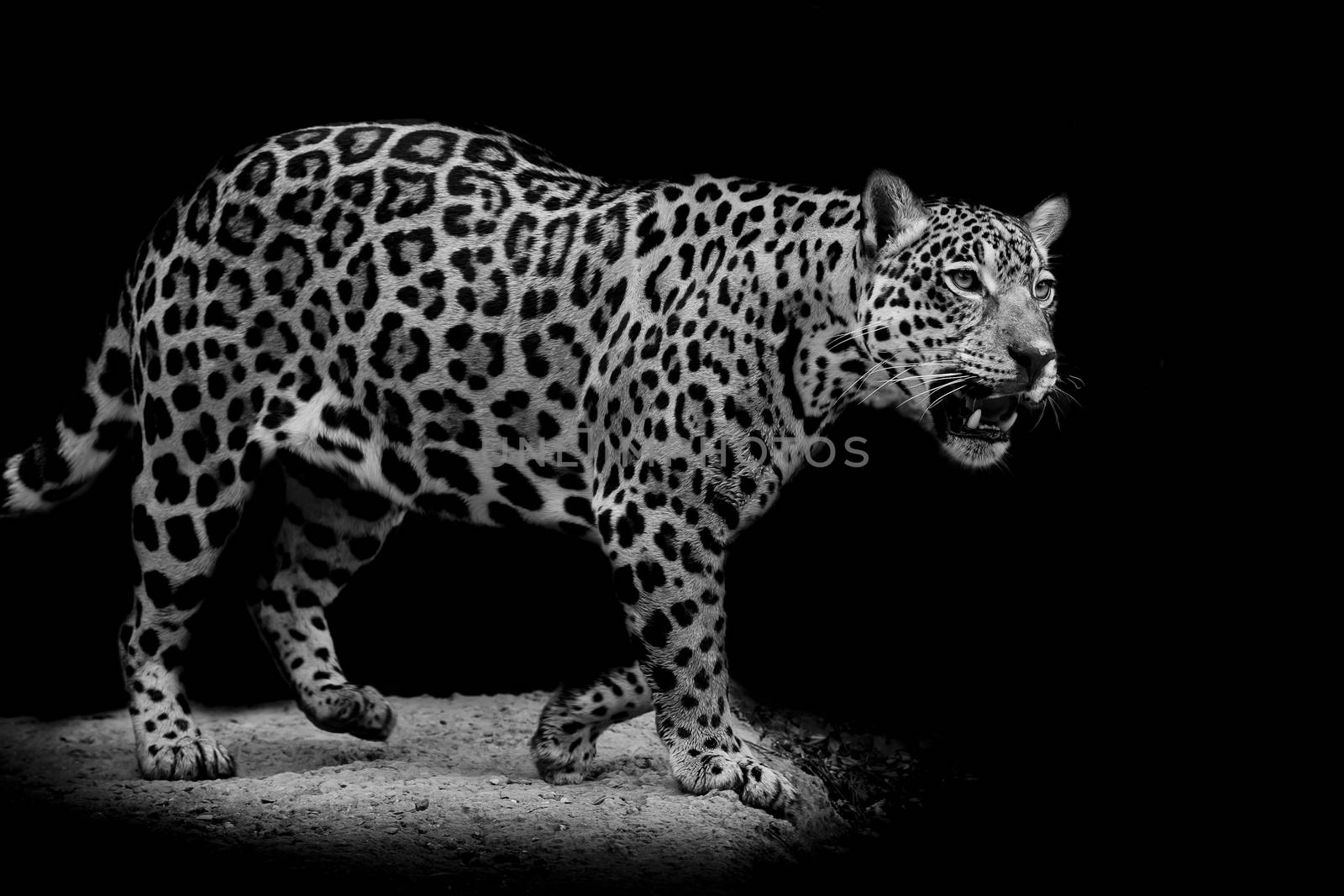 Jaguar portrait by art9858