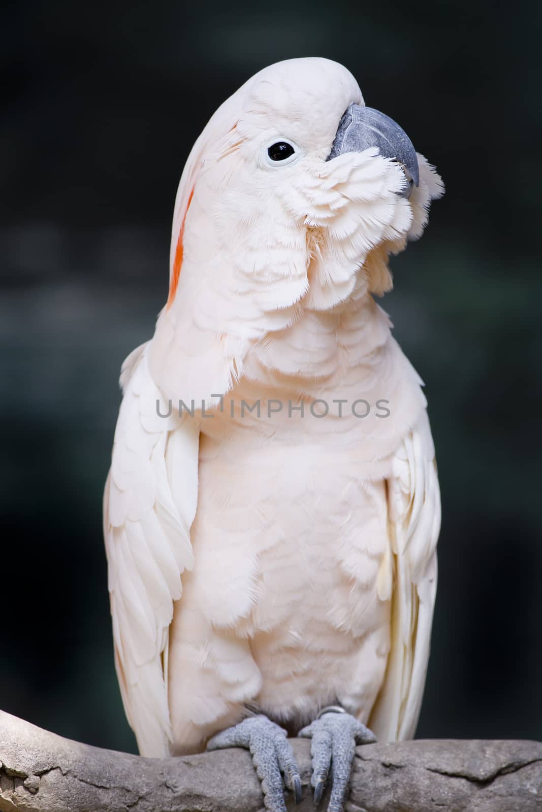Portrait of a Moluccan Cockatoo (Cacatua moluccensis), or Salmon by art9858