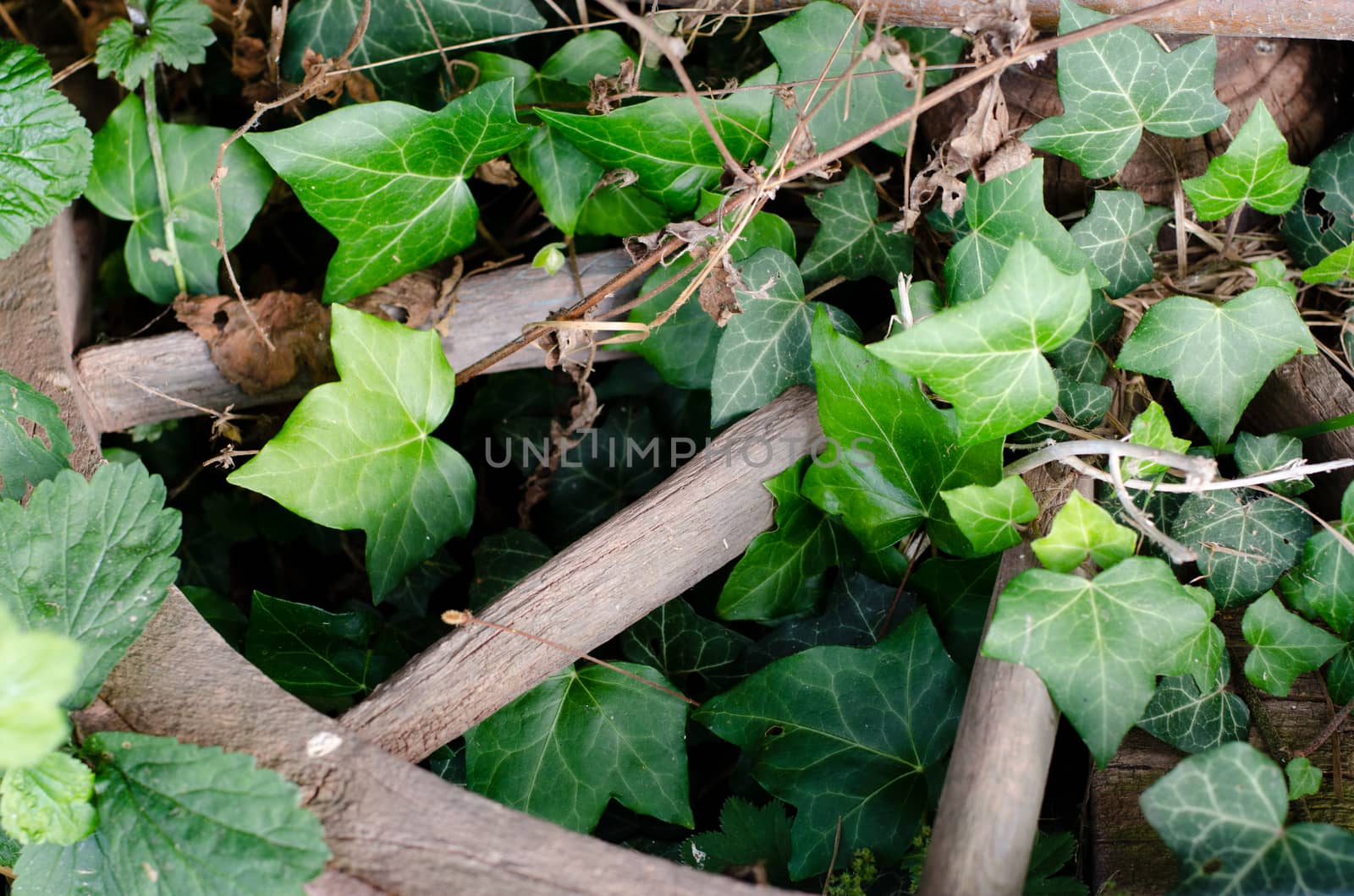 green viy and broken wheel by sarkao