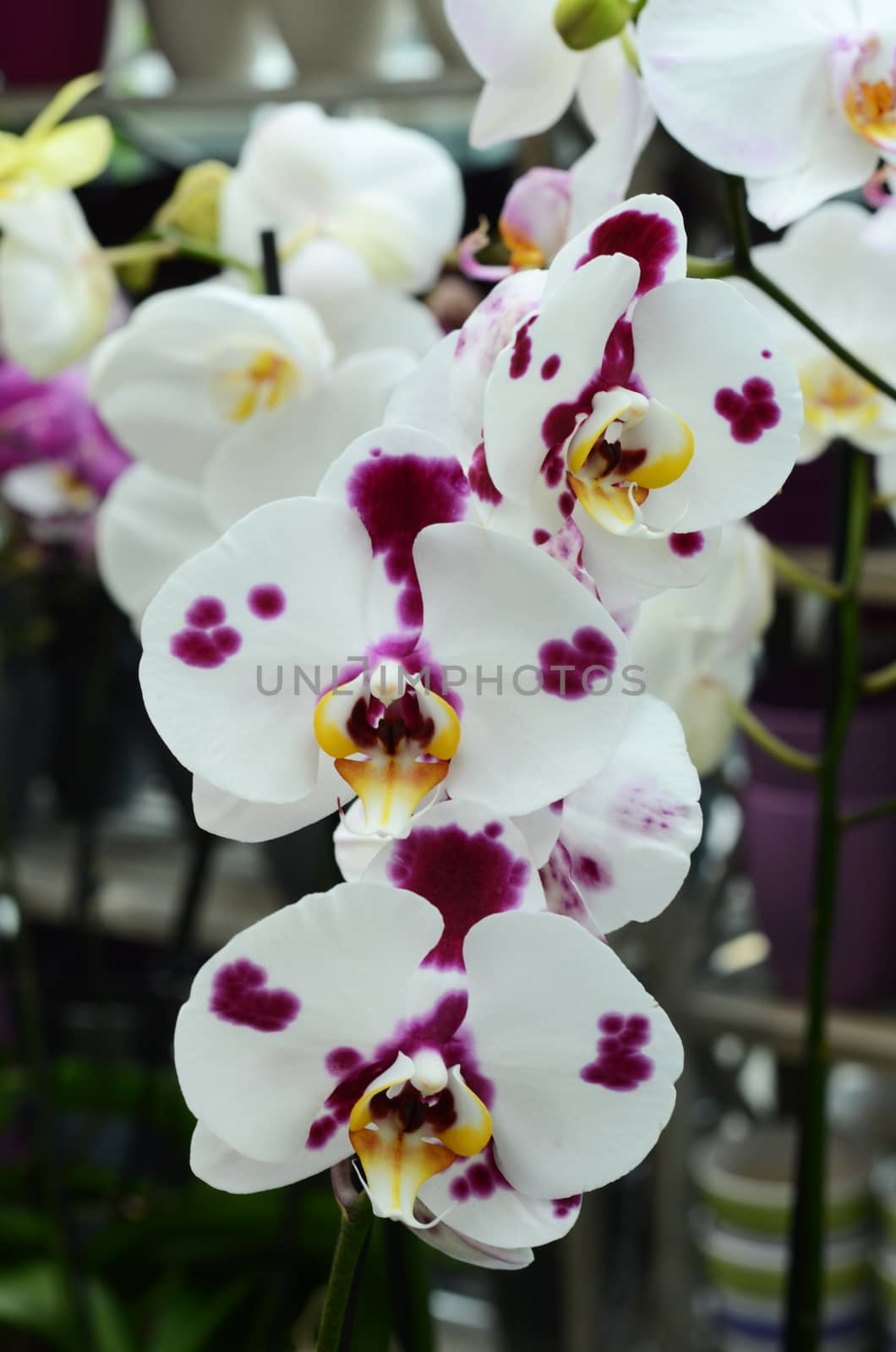 orchid