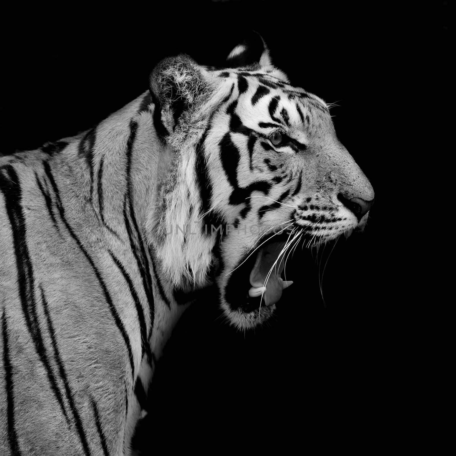 Black & White Tiger by art9858