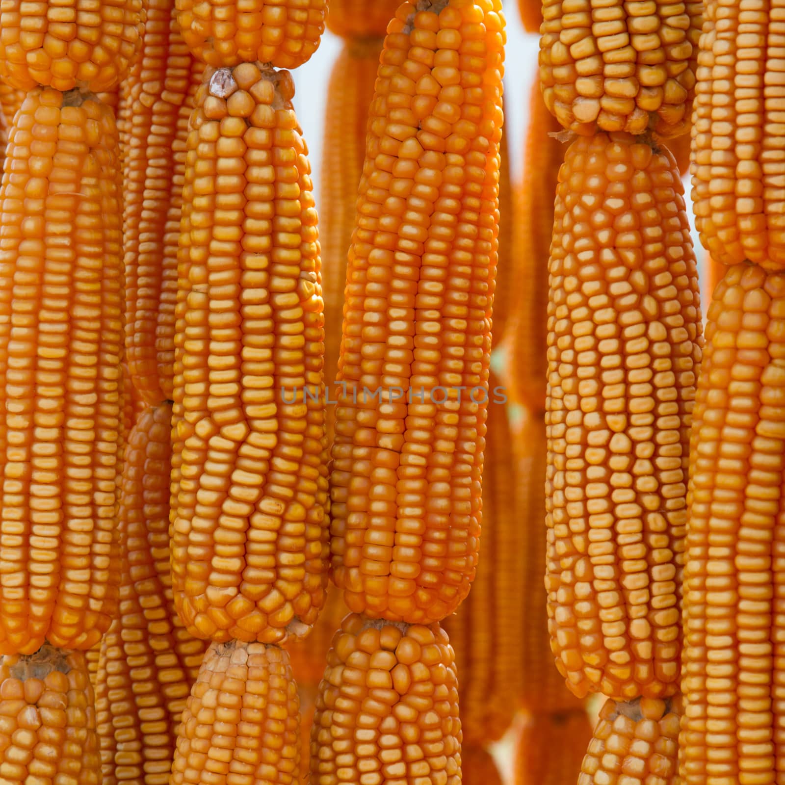 Dried sweet yellow corn texture for background