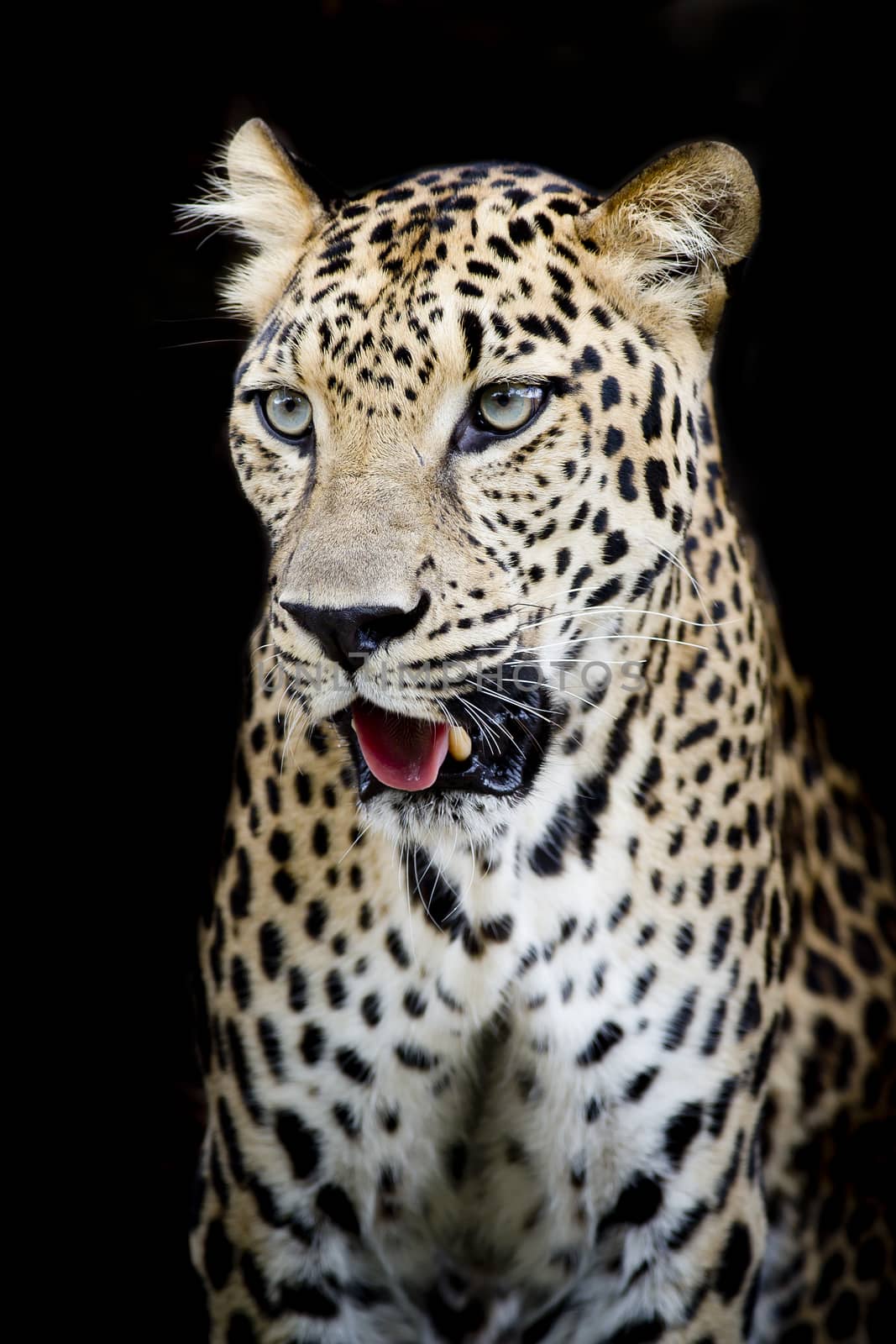 Leopard portrait