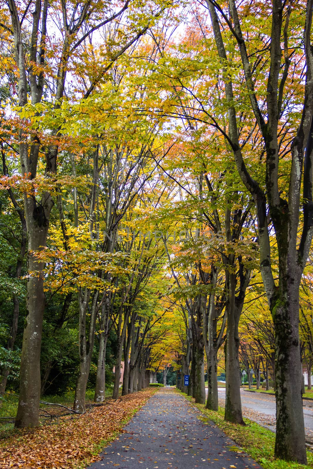 Tunnel from trees growing and road path