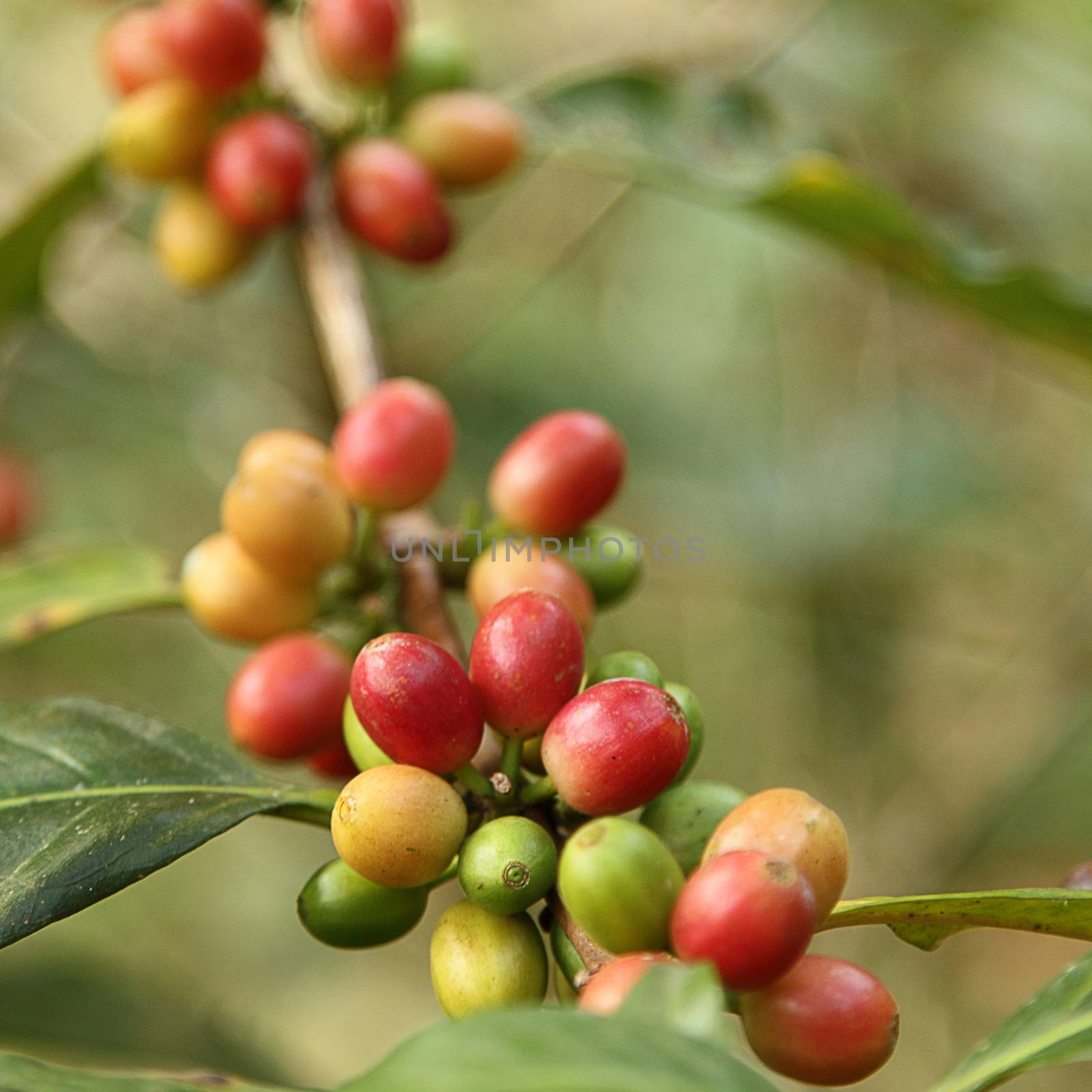 Coffee beans by liewluck